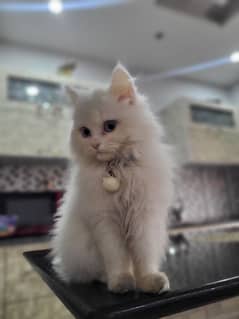 WHITE TRIPLE COAT PERSIAN KITTEN BLUE EYES