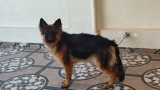 German Shepherd male dog 11 Months