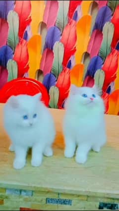 Persian Cat For Sale 2 Month Age WhatsApp 03264028934