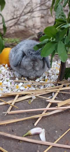 Holland lop bunnies/punch face imported blood line