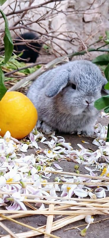 Holland lop bunnies/punch face imported blood line 9