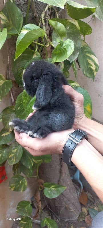 Holland lop bunnies/punch face imported blood line 11