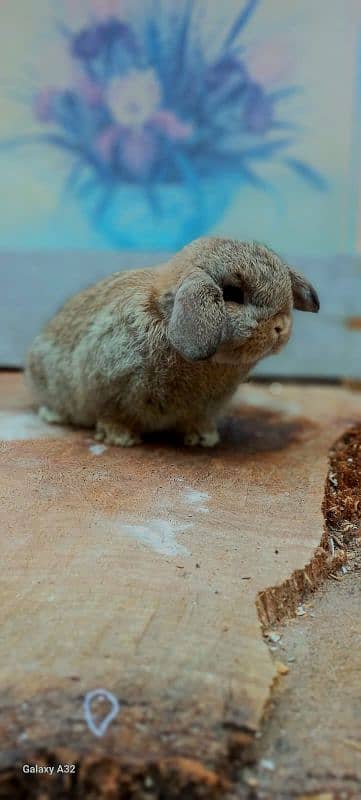 Holland lop bunnies/punch face imported blood line 5