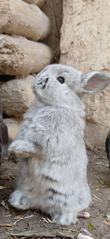Holland lop bunnies/punch face imported blood line 12