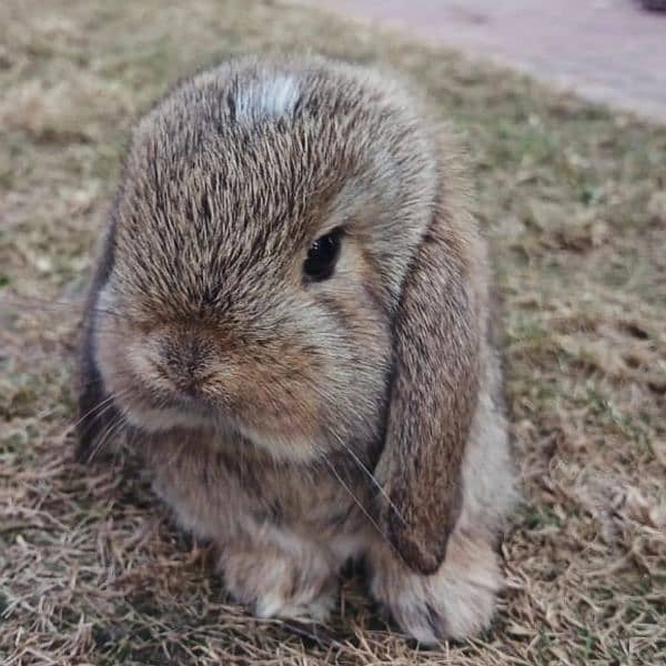 Holland lop bunnies/punch face imported blood line 13