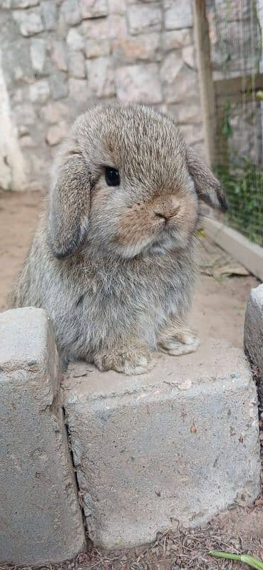 Holland lop bunnies/punch face imported blood line 8