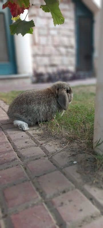 Holland lop bunnies/punch face imported blood line 14