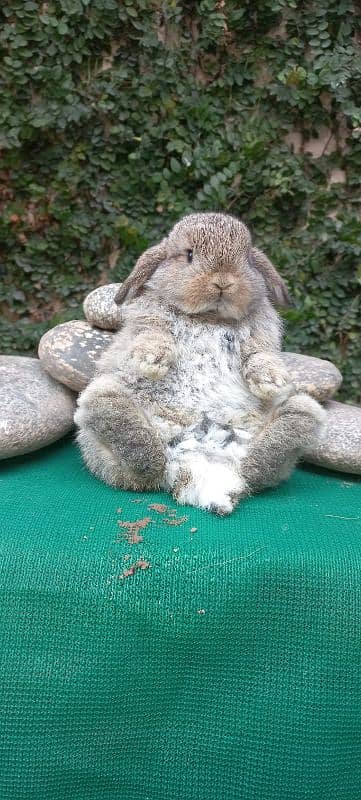 Holland lop bunnies/punch face imported blood line 15