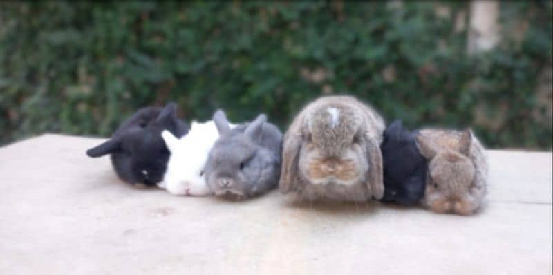 Holland lop bunnies/punch face imported blood line 16