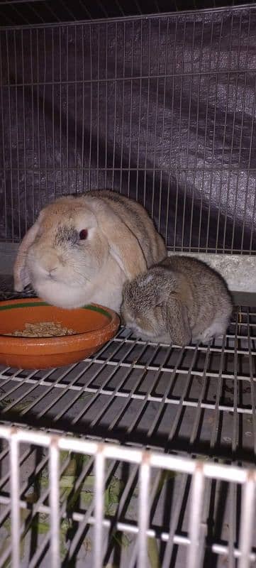 Holland lop bunnies/punch face imported blood line 17