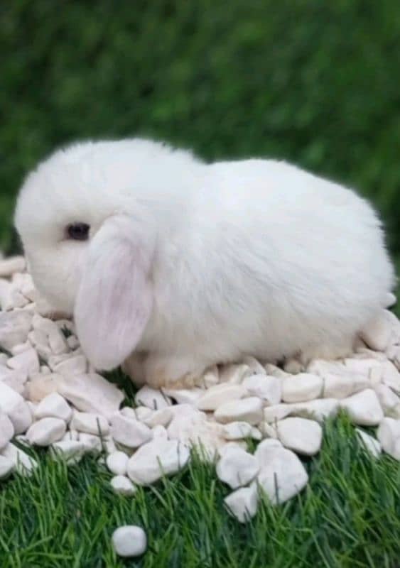 Holland lop bunnies/punch face imported blood line 6