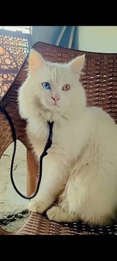 Persian male cat 9 month age