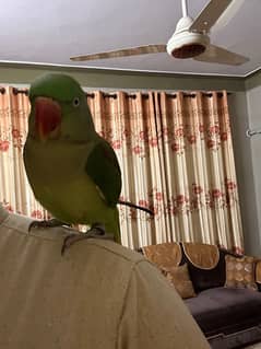 kashmiri Raw parrot hand taped… talking parrot