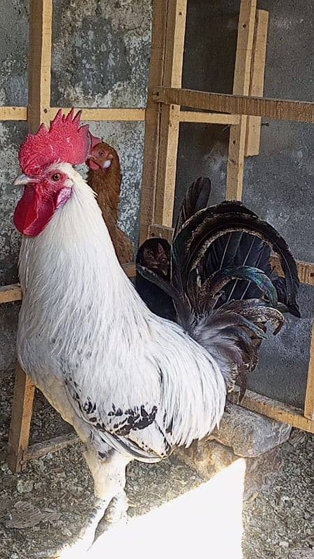 Fayoumi Male for Sale. . . . 0