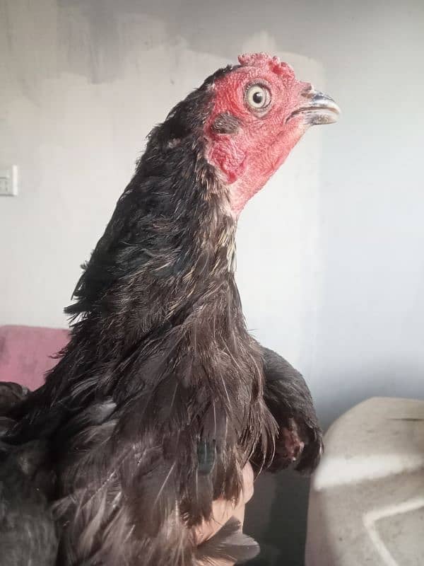 Fayoumi Male for Sale. . . . 2