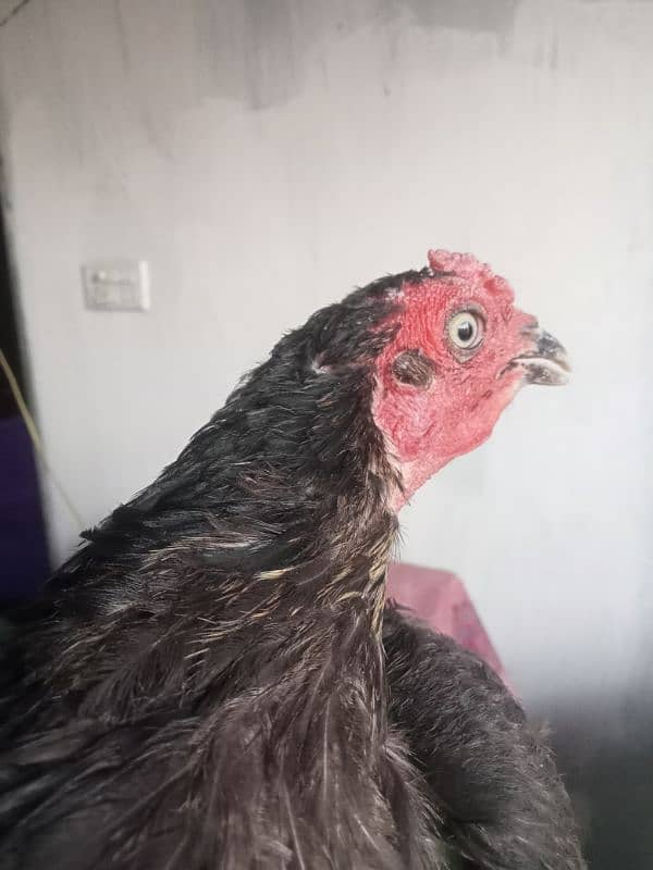 Fayoumi Male for Sale. . . . 3