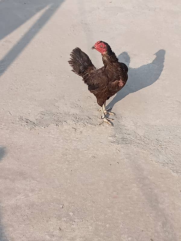 Fayoumi Male for Sale. . . . 4