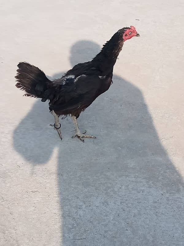 Fayoumi Male for Sale. . . . 6