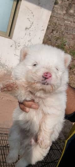 Russian Pink Nose Pups For Sale