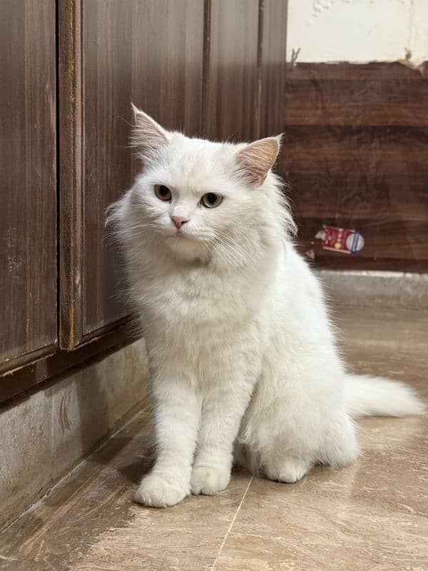 Persian Female Cat 0