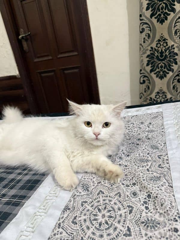 Persian Female Cat 2