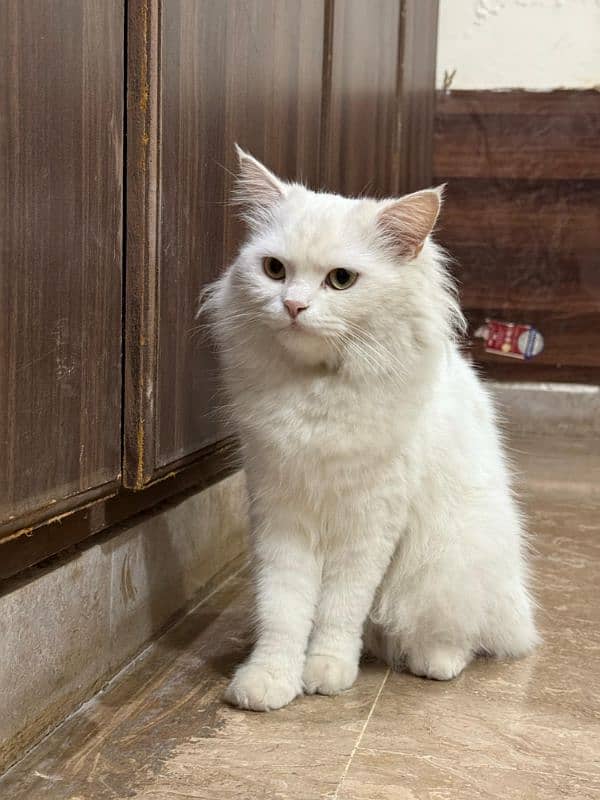 Persian Female Cat 3