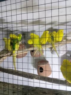 australlian parrot for sale good quality 0301/4422/538