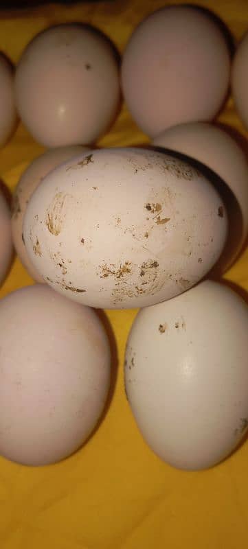 Desi Aseel Eggs 1