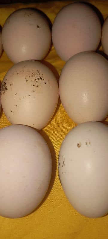 Desi Aseel Eggs 2