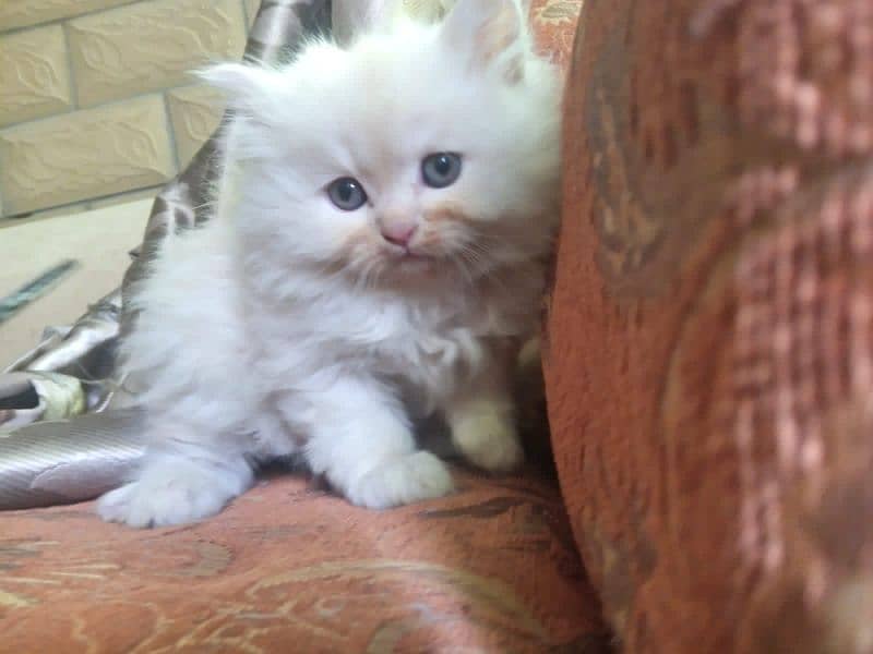 Cute Persian kittens Pair 1