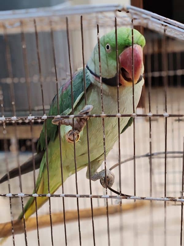 talking parrot 1