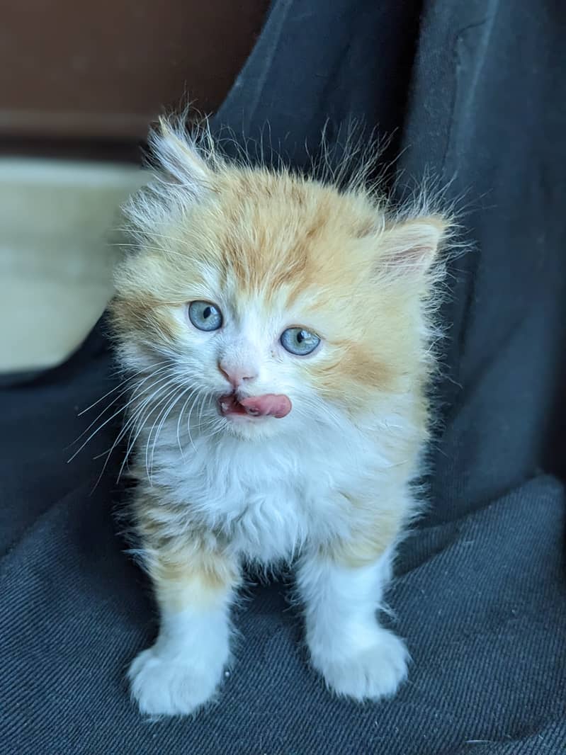 Male Kitten for sale 1