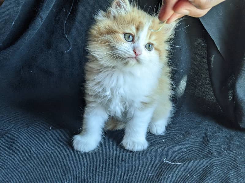 Male Kitten for sale 4