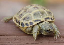 persian kitten,Cute baby  Tortoise,Hamsters and guinea pigs