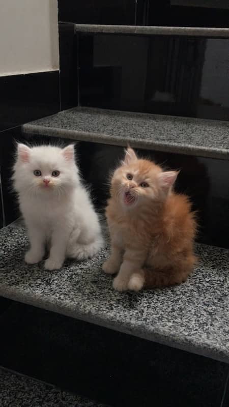 Persian Kittens 0