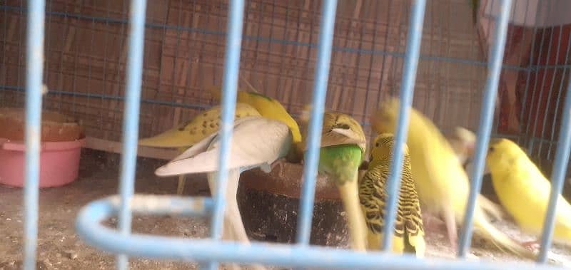 spangle, clear wing budgie 2