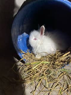 english angoora rabbit pair