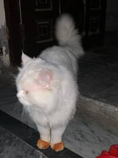 Male Persian