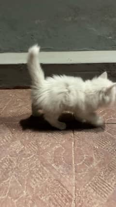 White Persian Cat baby  1.5 month