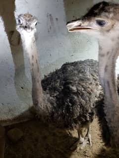 Ostrich for Sale