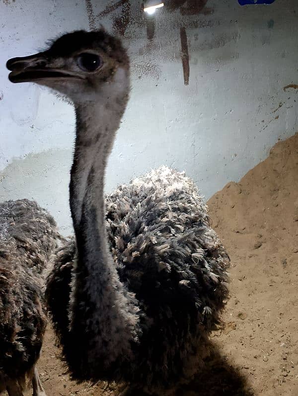 Ostrich for Sale 1