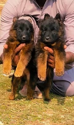 German shepherd puppies for sale / puppy / GSD pup / german shepherd