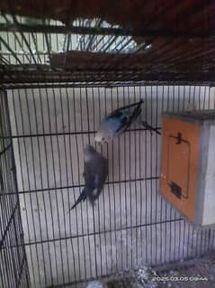 black wing breedr pair for sale