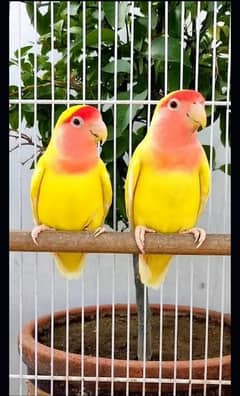 lovebird Latino red eyes