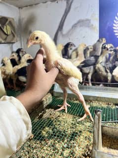 White shamo chicks top quality for sale