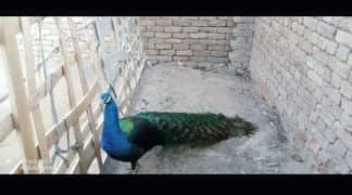 peacock for sale