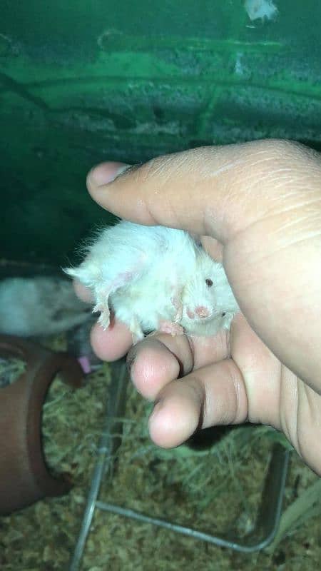 hamster baby 0