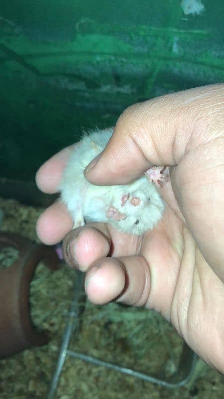 hamster baby 1