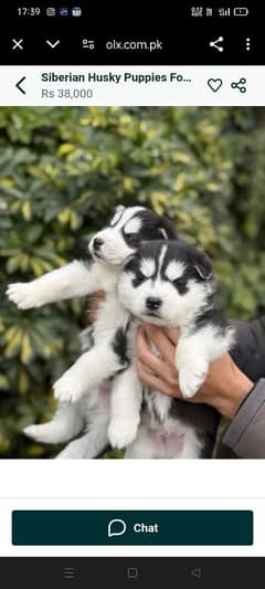 Siberian husky puppies for sale Call my WhatsApp number 03232245291