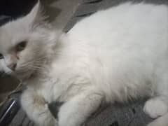 percian 1 month pregnant cat for sale